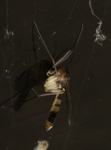 iNaturalist observation photo of Fungus Gnats