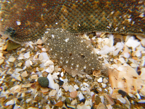 Peltorhamphus latus
