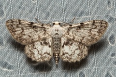 Myrioblephara