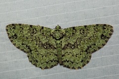 Ophthalmitis