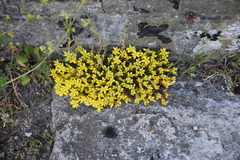 Sedum acre
