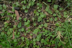 Centella uniflora