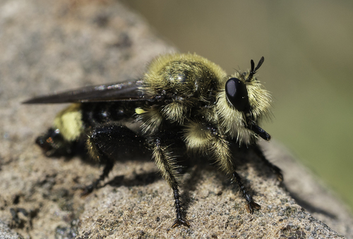 iNaturalist observation photo of Bee-mimic Robber Flies