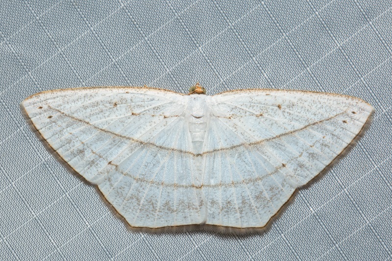 Orthocabera ocernaria