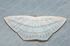 Orthocabera ocernaria