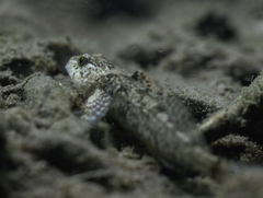 Cottus beldingii
