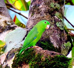 Forpus crassirostris