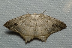 Oxymacaria temeraria