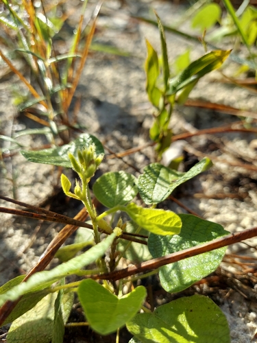 Image of Rhynchosia reniformis by (c) Athena Philips, some rights reserved (CC BY)