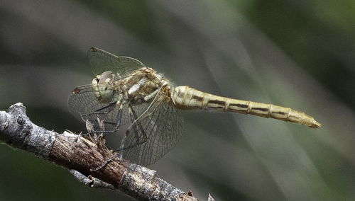 iNaturalist observation photo of Striped Meadowhawk