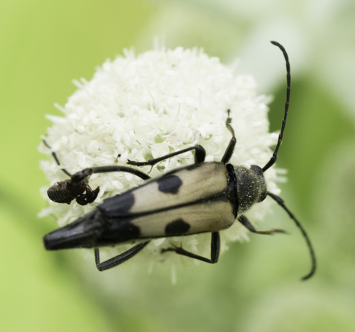 iNaturalist observation photo of Etorofus propinquus