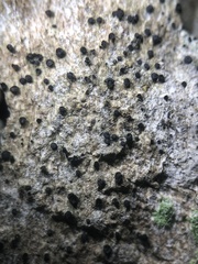 Cresponea chloroconia