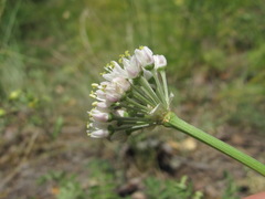 Allium denudatum