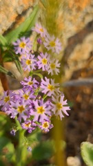 Manulea silenoides