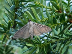 Cydalima perspectalis