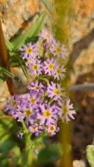 Manulea silenoides