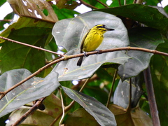 Todirostrum chrysocrotaphum