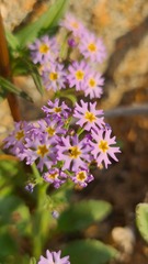 Manulea silenoides