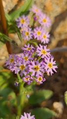 Manulea silenoides