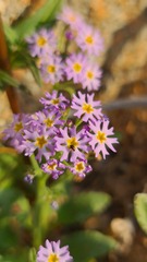 Manulea silenoides