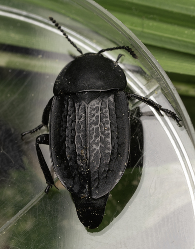 iNaturalist observation photo of Garden Carrion Beetle