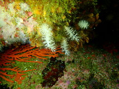 Eunephthya susanae