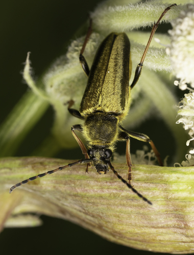 iNaturalist observation photo of Yellow Velvet Beetle