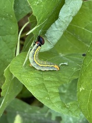 Urbanus proteus proteus