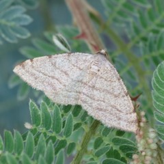 Taeniogramma octolineata