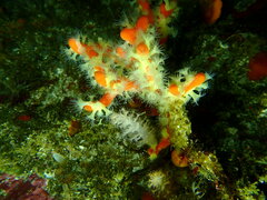 Parazoanthus capensis