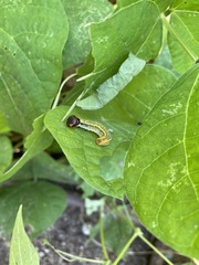 Urbanus proteus proteus