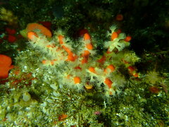 Parazoanthus capensis