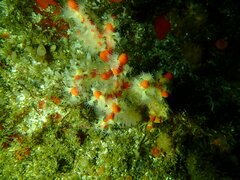 Parazoanthus capensis