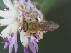 Halictus subauratus
