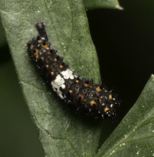 iNaturalist observation photo of Anise Swallowtail
