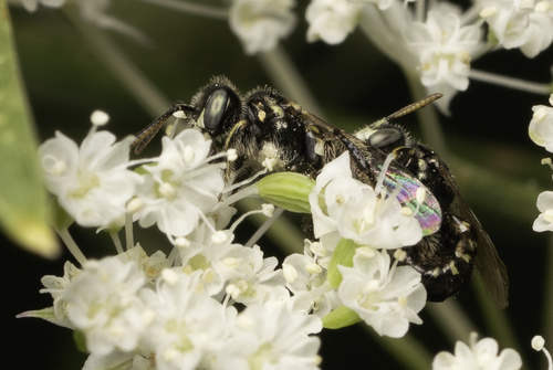 iNaturalist observation photo of Fairy Bees
