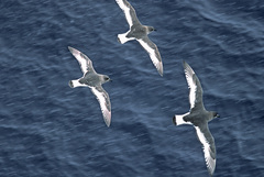 Thalassoica antarctica