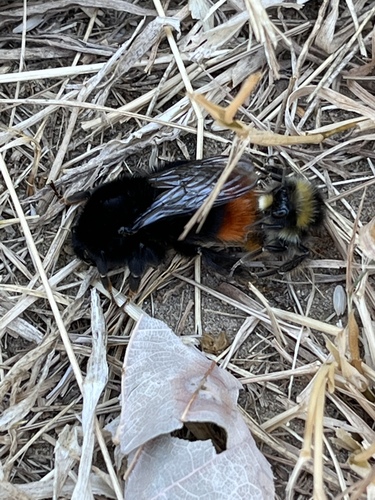 Red-tailed bumblebee