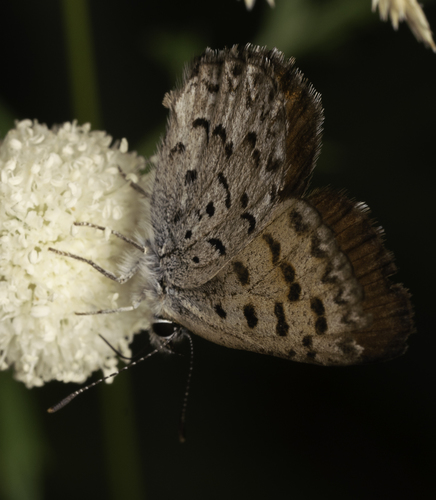 iNaturalist observation photo of Mariposa Copper