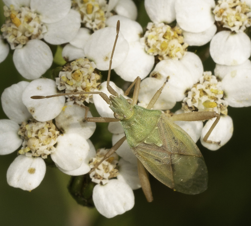 iNaturalist observation photo of Scentless Plant Bugs