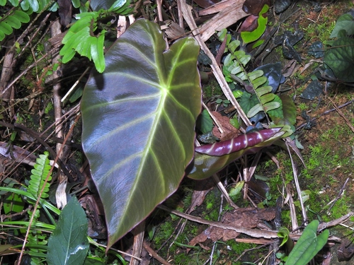 Image of Remusatia vivipara by (c) Jacy Chen, some rights reserved (CC BY)