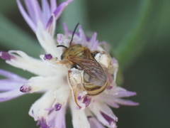 Halictus subauratus