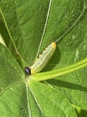 Urbanus proteus proteus