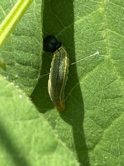 Urbanus proteus proteus