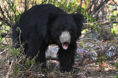 Melursus ursinus ursinus