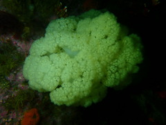 Pseudonephthea liltvedi