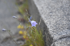 Campanula rotundifolia