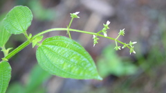 Marcetieae