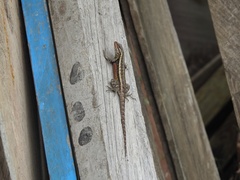Sceloporus teapensis