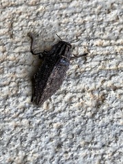 Dicerca punctulata
